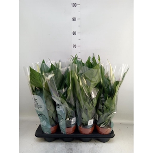 Spathiphyllum  'Sweet Chico'