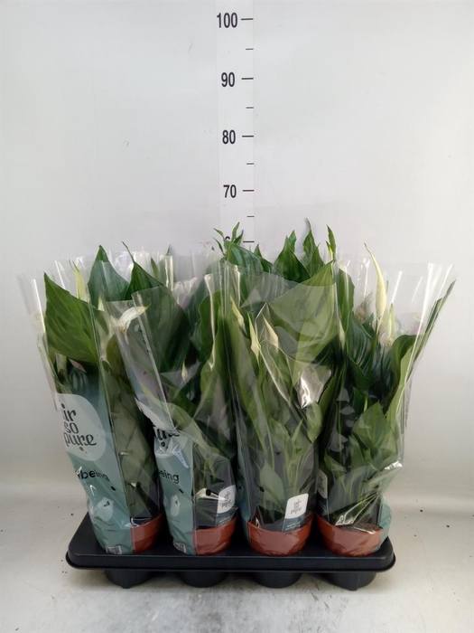 <h4>Spathiphyllum  'Sweet Chico'</h4>
