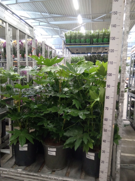 <h4>Fatsia japonica   ...</h4>