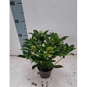White Globe 10,5 cm 6+ bloem