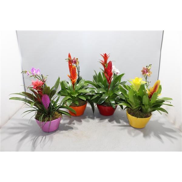 <h4>Coupe Orchibrom Cancun</h4>