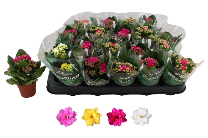 <h4>KAL GE RO GEM 4 KL</h4>