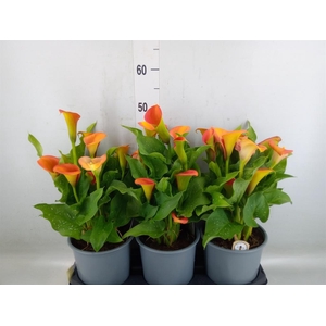 Zantedeschia  'Captain Brunello'