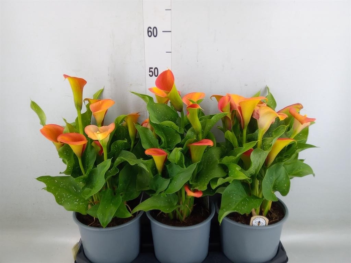 <h4>Zantedeschia  'Captain Brunello'</h4>