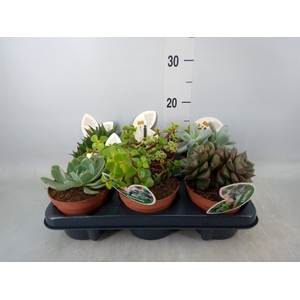 Succulents   ...mix 4