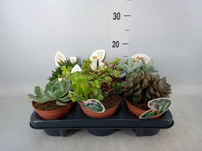 <h4>Succulents   ...mix 4</h4>