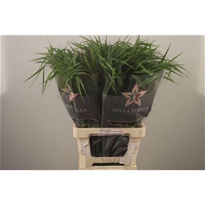 Siergras Panicum Fountain