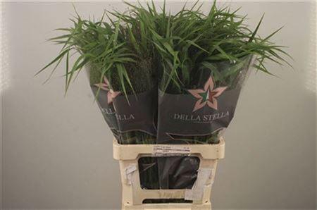 <h4>Siergras Panicum Fountain</h4>