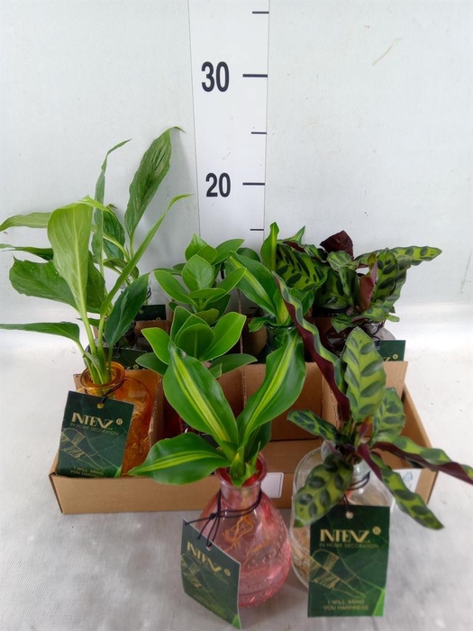 <h4>Planten  ..mix</h4>