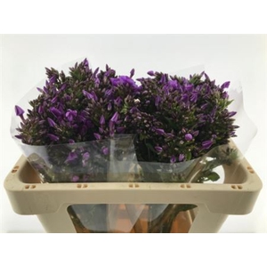 Phlox P Blue Boy