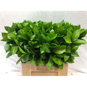 RUSCUS HYPOPHYLLUM