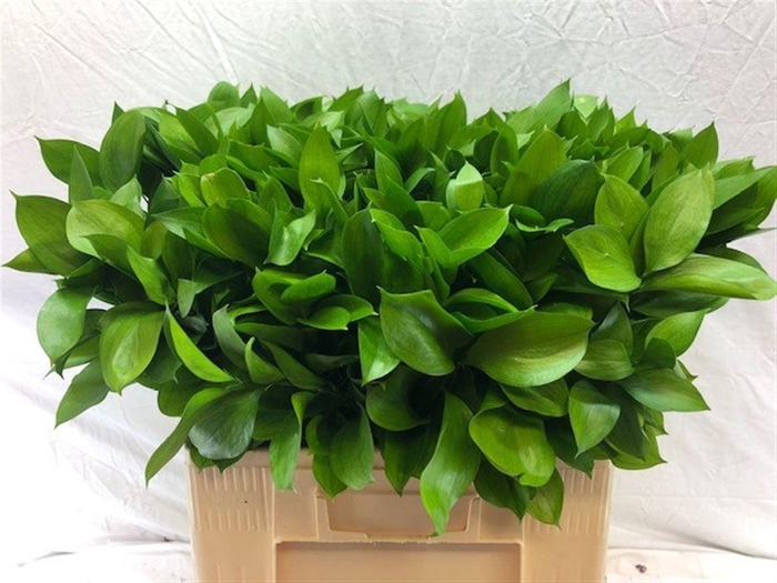 <h4>RUSCUS HYPOPHYLLUM</h4>