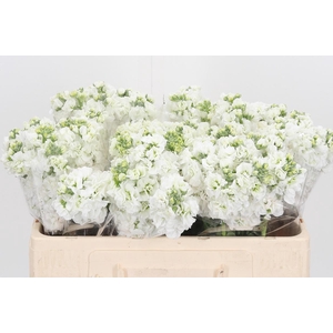 Matthiola Incana Wit