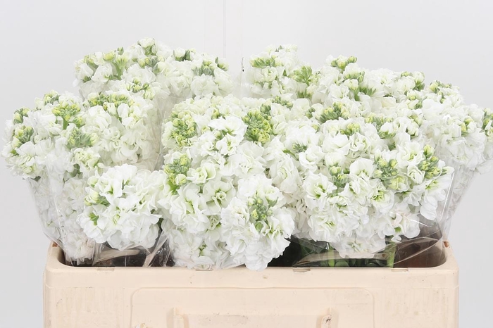 <h4>Matthiola Incana Wit</h4>