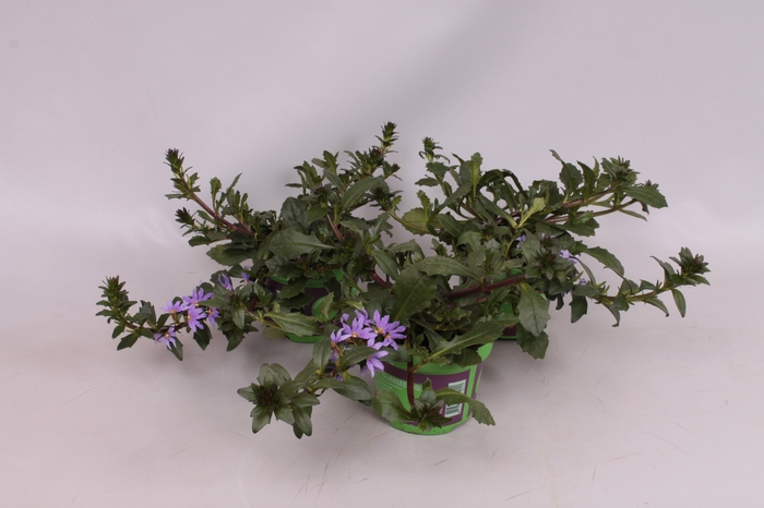 <h4>Scaevola Saphira Blue</h4>