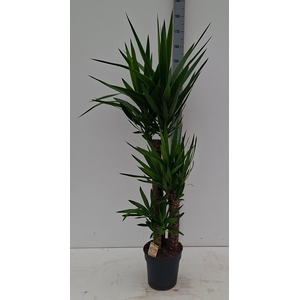 YUCCA