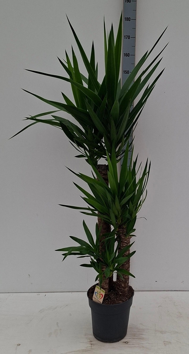 <h4>YUCCA</h4>