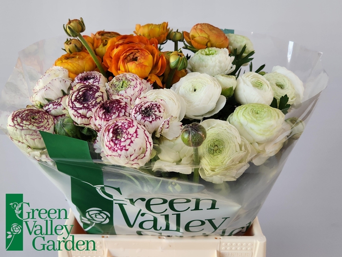 <h4>RAN GEM IN FUST</h4>