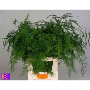 ASPARAGUS SETACEUS