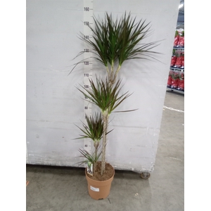 Dracaena marg. 'Magenta'