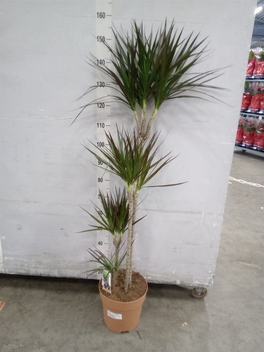 <h4>Dracaena marg. 'Magenta'</h4>