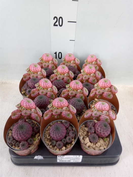 <h4>Cactus   ...</h4>