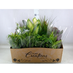 Planten Groen   ...mix 12