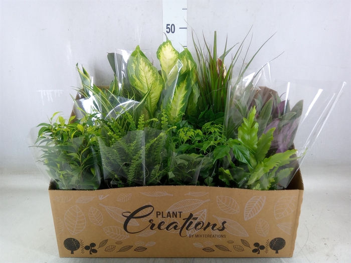 <h4>Planten Groen   ...mix 12</h4>