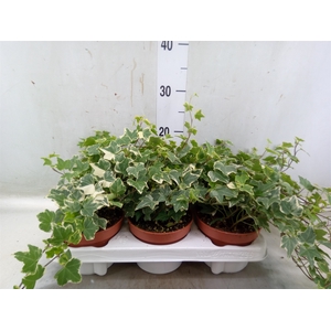 Hedera helix 'Eva'