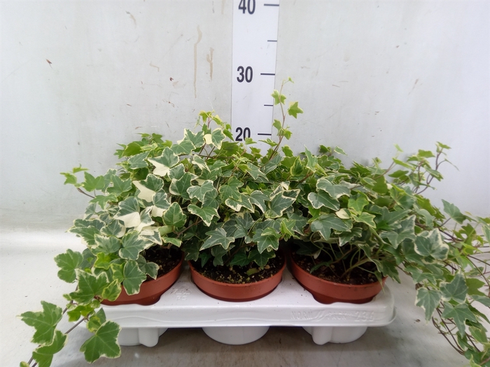 <h4>Hedera helix 'Eva'</h4>