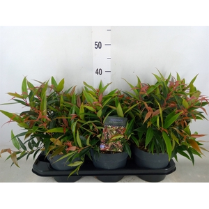 Leucothoe keiskei 'Burning Love'