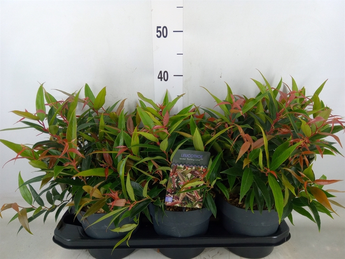 <h4>Leucothoe keiskei 'Burning Love'</h4>