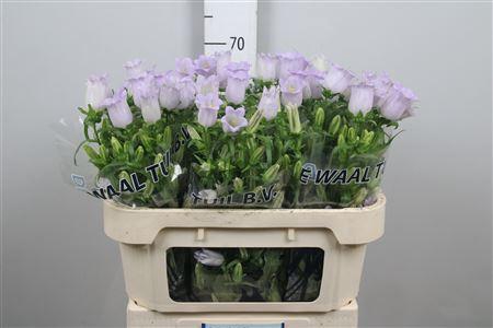 <h4>Camp M Champion Lavender</h4>