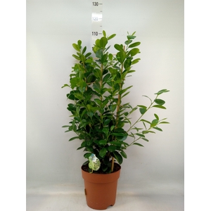 Ficus microcarpa 'Moclame'