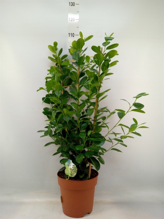 <h4>Ficus microcarpa 'Moclame'</h4>