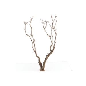 Syringa Branch Super Oosterhuis