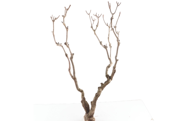 <h4>Syringa Branch Super Oosterhuis</h4>