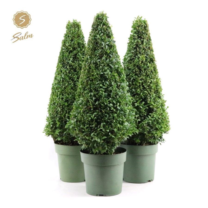 <h4>Buxus semp. Pyramid 55cm P21</h4>