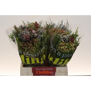 BQ Kaaps Groen Cones