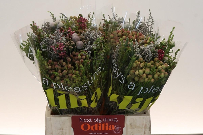 <h4>BQ Kaaps Groen Cones</h4>