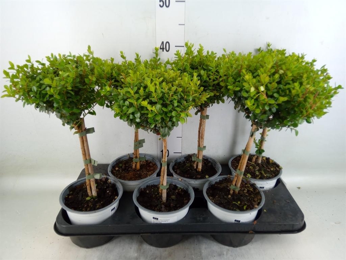 <h4>Myrsine africana</h4>