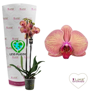 Phalaenopsis Golden Leopard - 2 tak 70cm (Less Plastic)