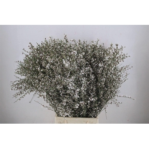 Ginster 400gr White P Bunch