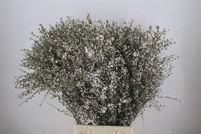 <h4>Ginster 400gr White P Bunch</h4>