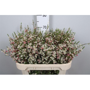 Chamelaucium My Sweet Sixteen