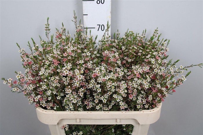 <h4>Chame Un My Sweet 16</h4>