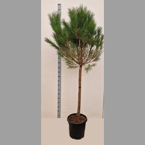 PINUS PINEA