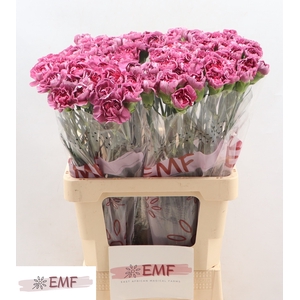 Di St Hypnosis EMF