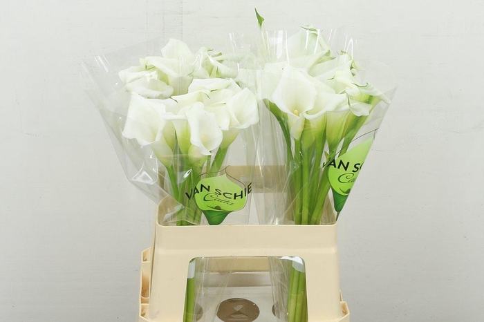 <h4>Zant Crystal Blush</h4>