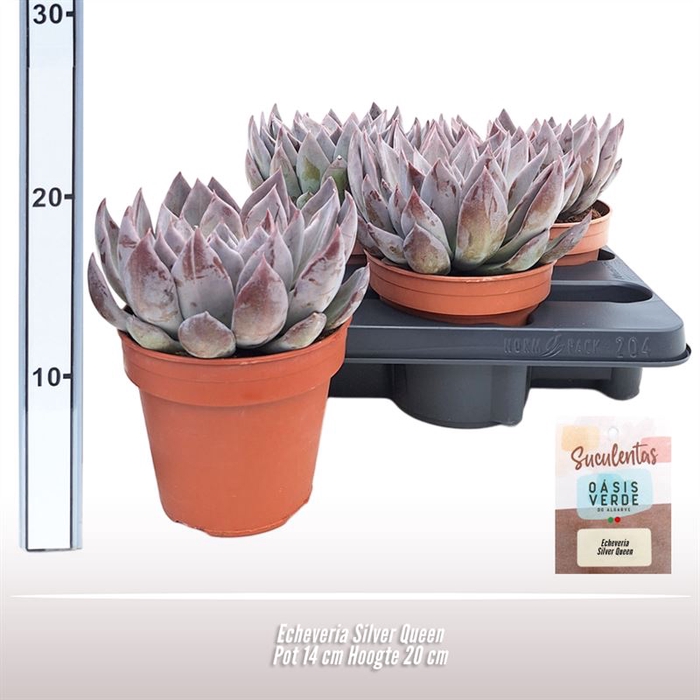 Echeveria Silver Queen